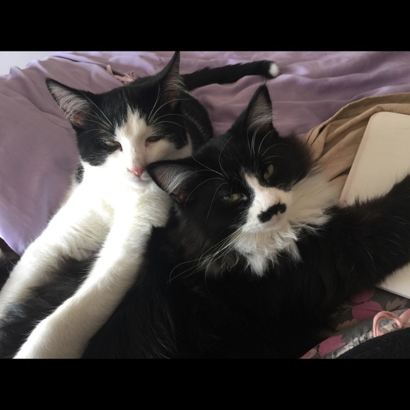 Meet your Posher, Tony - Picture 4 of 7